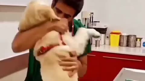 Doctor make dog as friend before giving injection