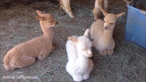 Furry Baby Alpacas CUTEST