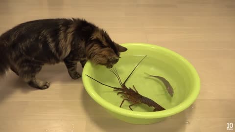 Japanese spiny lobster vs Cat 猫vs伊勢海老