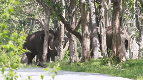 Elephants Enjoying Fresh air