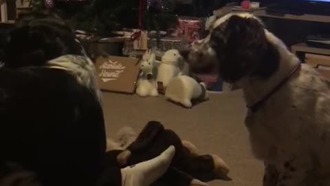 White dog hitting green tennis ball away with nose in living room christmas tree in background