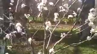 Apricot in blossom Абрикос в цвету