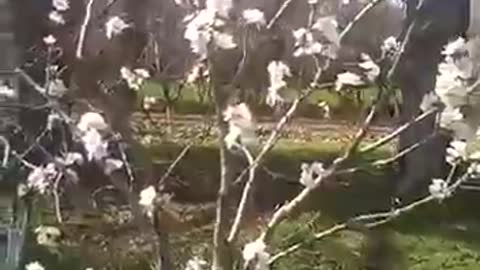 Apricot in blossom Абрикос в цвету