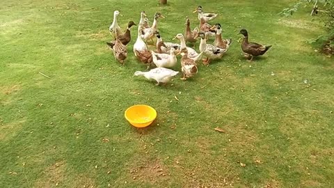 Biscuit day for ducks || life on earth.