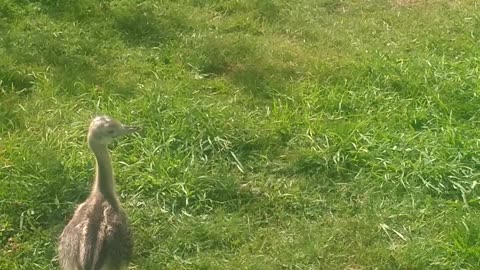 Rheas playing for the first time in the garden