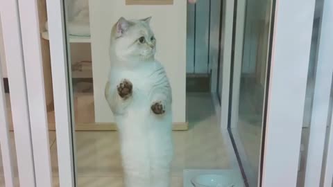 Cute Cat Dancing: Funny Video 2021
