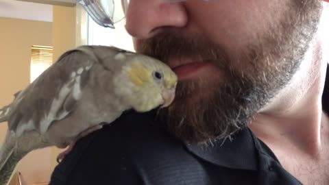 Baby cockatiel loves cuddling man's beard