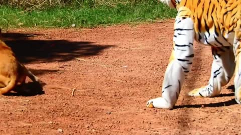 Fake Tiger Prank Dog No Run So Funny Try To Stop Laugh Challenge Part-1
