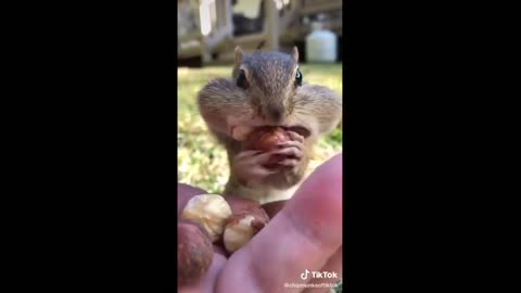 🤗Cute Squirrel eating walnut