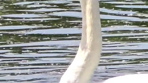 A beautiful swan in close-up / beautiful white swan by the river.