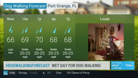 Dog Walking Forecast