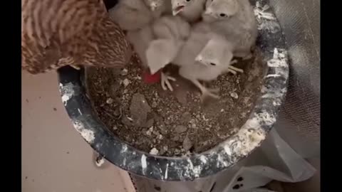 Helping a hawk/falcon with it's chicks.