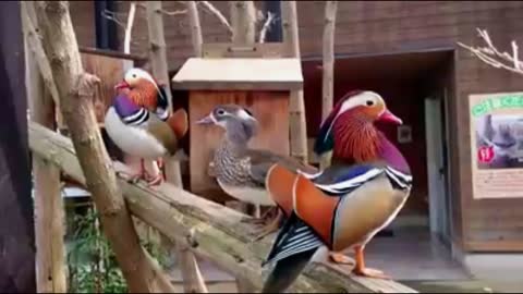 Mandarin's ducks cheering