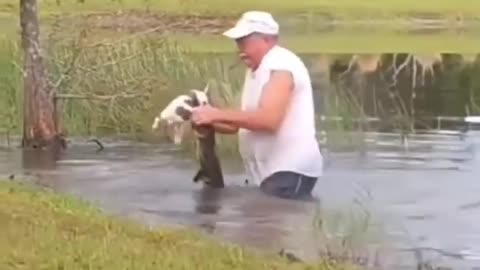 Saving your pet from a gator