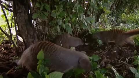 Mating habits of the Mongoose | Banded brothers | BBC