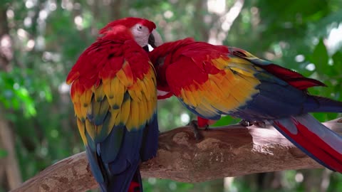 Parrot bird macaw features