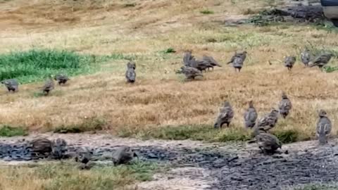 Flock of Quail and a brownie