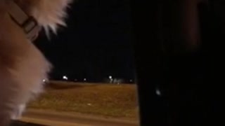 Brown dog with head out of car window howls at sirens night time