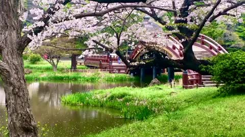 Cherry blossom petals are falling