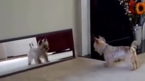 DOG AND CUTE PUPPIES FACE MIRROR HE ENJOY LIKE HUMAN