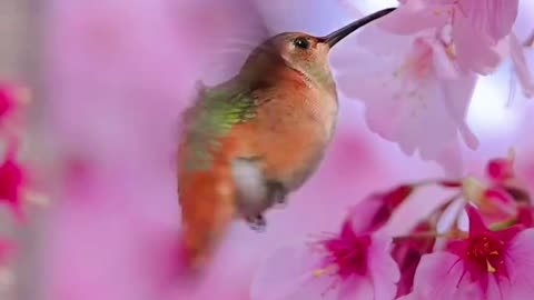 Beautiful Humming Bird Flying Near Flower😇