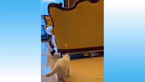 Funny pet cat catch the ball with high jump