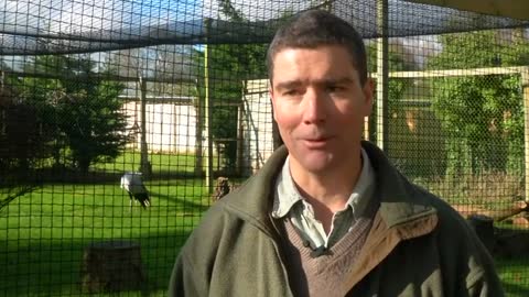 Snake hunting secretary bird has killer kick