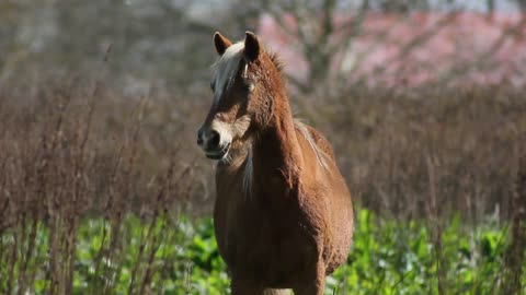 So beautiful acting by horse