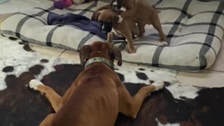 Boxer Babies Play with Their Aunt