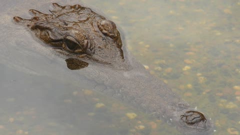 Australian freshwater crocodile, Johnstone's crocodile or freshie
