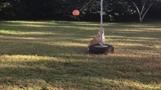 Dog playing tether ball