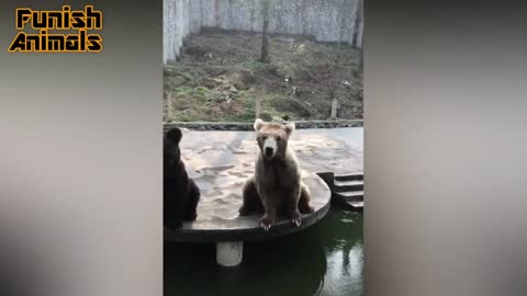 Funny bear is interacting with you, are you going to play with him?
