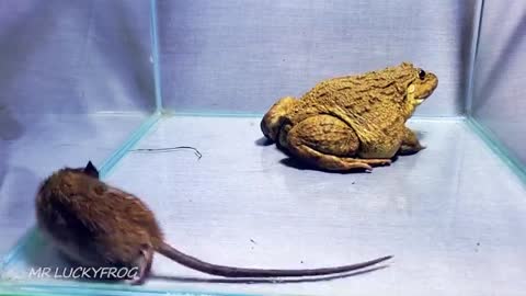 Bullfrog vs big Mouse