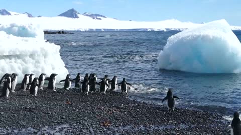 Piungin in the sea ice Antarctica Style is amazing