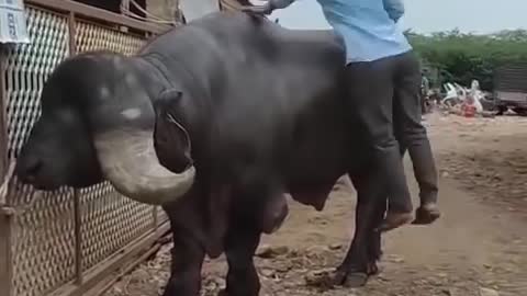 Big Bull 😱😱😱