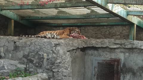 tiger feeding
