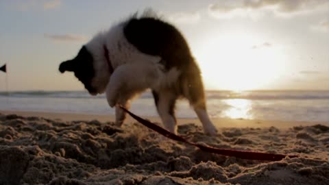 Dog At The Beach | Dog At The Beach