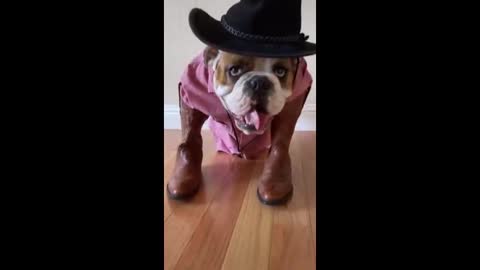 Funny Bulldog-Cowboy xDD