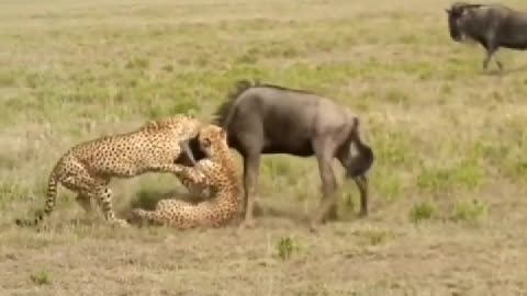 2022/07/21 18/26/32Two cheetahs grabbed wildebeest, only to be wildebeest