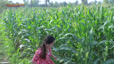 Baby Corn Cooking Chicken Coconut Juice - Cooking with Sros