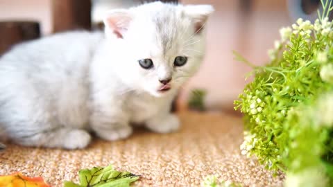 The autumn garden party of the short legged kitten