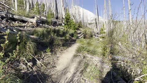 Ascending the Alpine Zone of Tilly Jane Trail – Mount Hood – Oregon – 4K