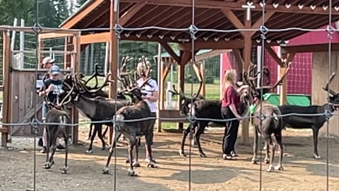 Reindeers in July 2023 in North Pole, Alaska