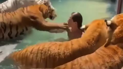 bathing with a group of tigers