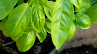 An update of a repotted basil plants | How to grow BASIL harb from seeds