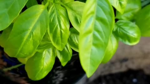 An update of a repotted basil plants | How to grow BASIL harb from seeds