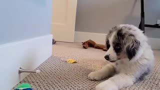 Puppy Plays with Doorstop