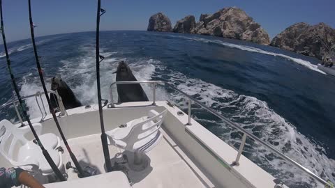 Seals Catch a Ride Fishing Boat