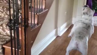 English Bulldog Bounces Balloon Through House