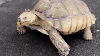 Tortoise-Riding Pup